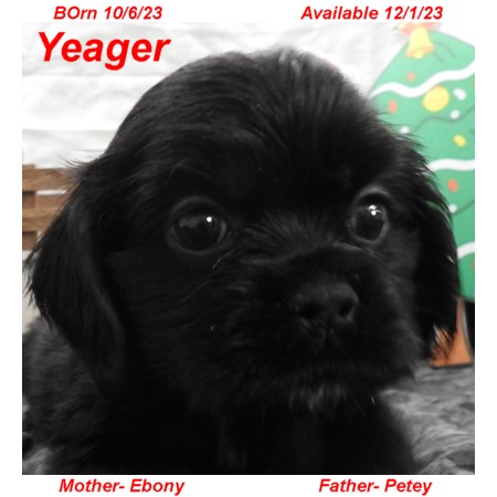 puppy, for, sale, Cocker Spaniel, Joe & Cherri  Overlease, dog, breeder, Miller, MO, dog-breeder, puppy-for-sale, forsale, nearby, find, puppyfind, locator, puppylocator, aca